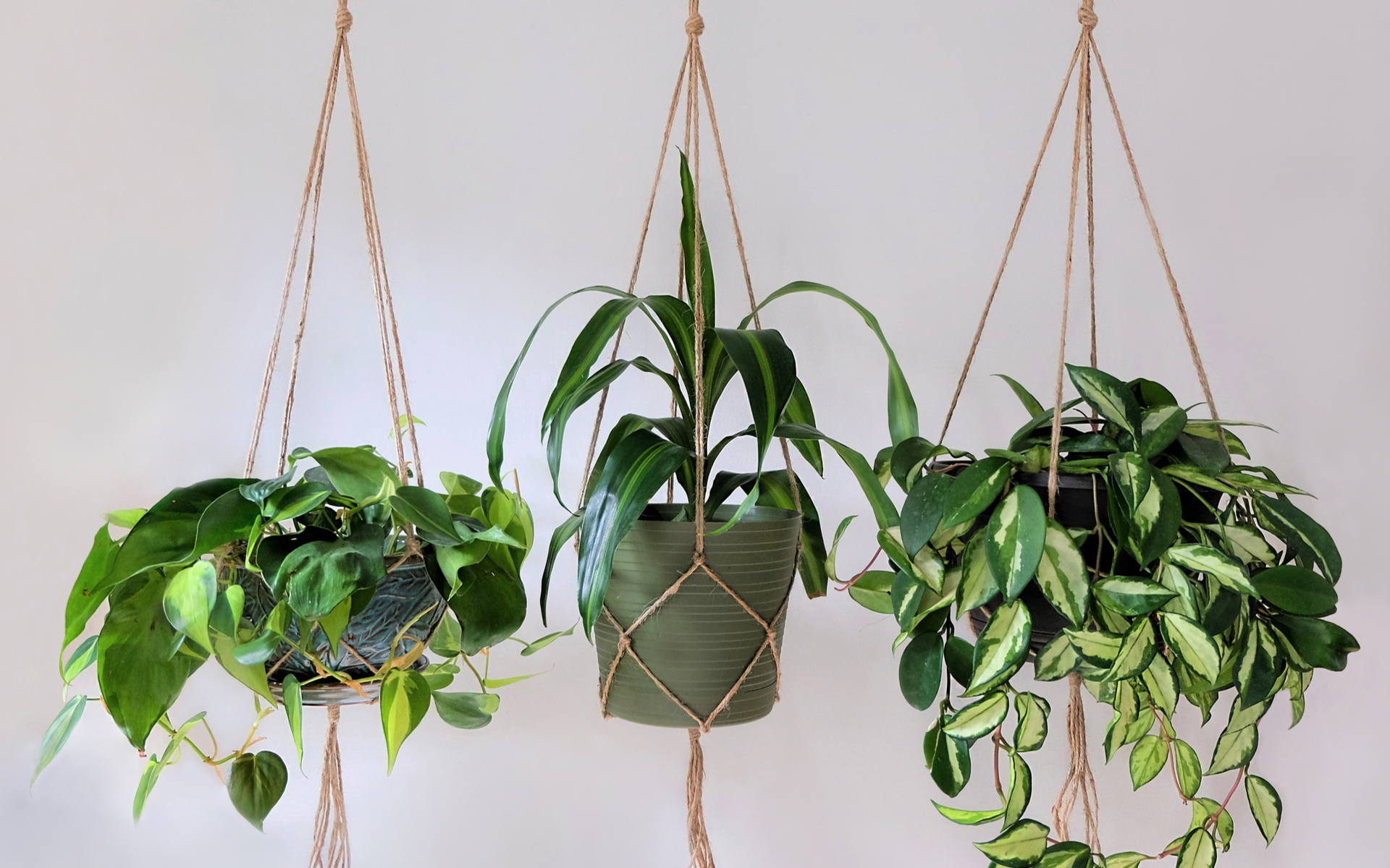 Viseće biljke u interijeru